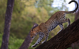 leopard wildlife photography HD wallpaper